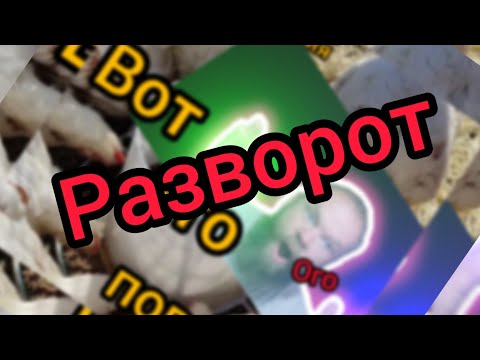 Видео: 20 бролей & Черная львинка, опыт первый 40 день эксперимента