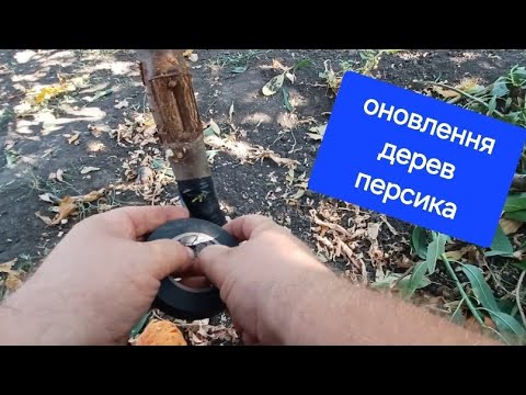 Видео: Як я прищеплюю персик,оновлення.