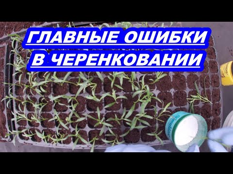 Видео: ГЛАВНЫЕ ОШИБКИ В ЧЕРЕНКОВАНИИ