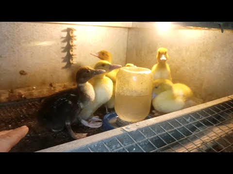 Видео: Як справи в найменших каченят ⁉️