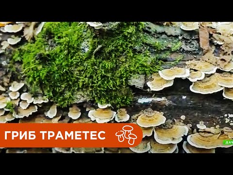 Видео: Гриб Траметес разноцветный. Лекарственные Грибы.