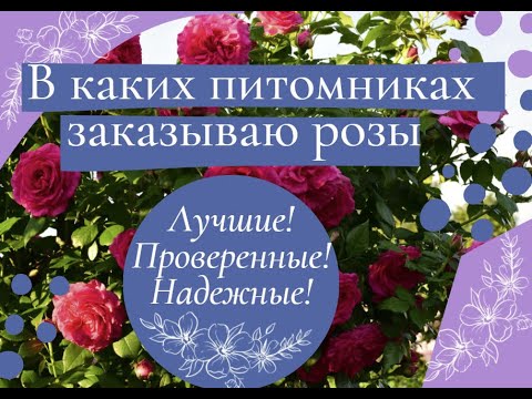 Видео: Где заказываю розы. Лучшие! Проверенные! Надежные питомники!