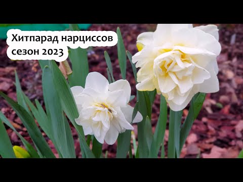 Видео: Хитпарад нарциссов 2023 | Нарциссы цветут: обзор 15 сортов нарциссов