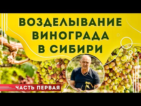 Видео: Выращивание винограда в Сибири / Часть первая