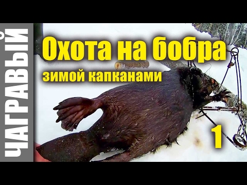 Видео: Охота на бобра капканами зимой | 10 секретов. Beavers hunting in winter | 10 Secrets