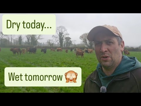 Видео: Погода 💩, решения принимаются сегодня, завтра их меняются, а ещё одна грубая ошибка с новым сараем 🙈