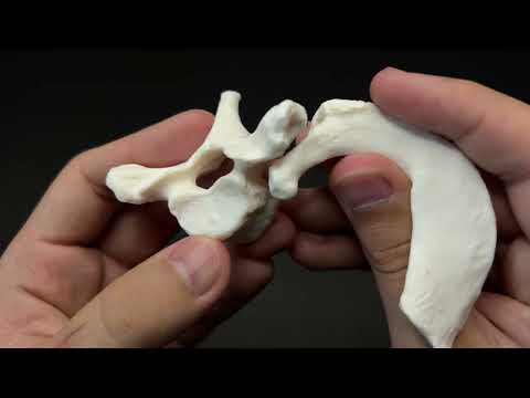 Видео: Кеуде омыртқасы