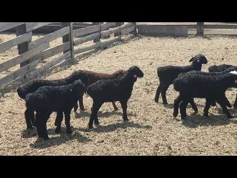 Видео: Биркуем и глистогоним ягнят