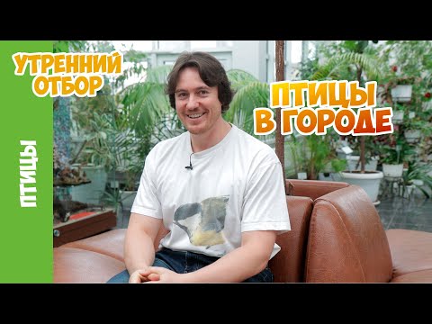 Видео: Сколько птиц вы можете увидеть в городе? Василий Вишневский