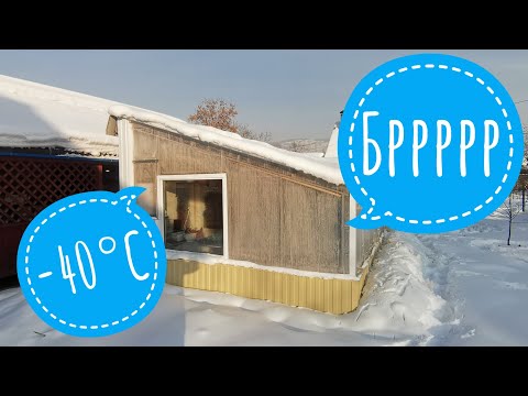 Видео: Обзор цветочной теплицы в -40 | Полив снегом тюльпанов в погребе | 04 января 2021г