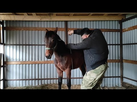 Видео: Измерили рост Арифы и Лахиба. что делать если кусает Жеребец Лошадь