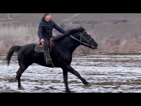 Видео: КАРА КАШКА ЧОҢ АТ КЫЗЫЛ ЧАРБА 🤯 #байтв