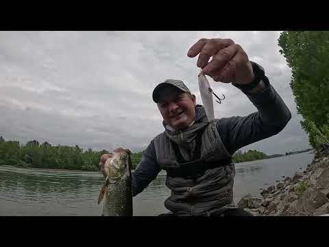 Видео: Великолепное начало сезона 2025. Прекрасные поклёвки жереха.