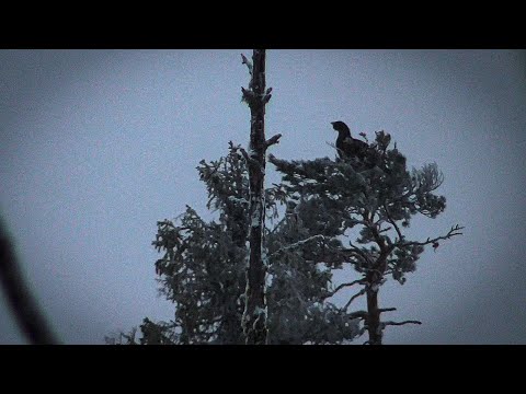 Видео: ВОЛКИ ПРИШЛИ !!! 6 ГЛУХАРЕЙ/ КУНИЦА ПОЙМАЛА ЗАЙЦА НА ГЛАЗАХ #hunt #ОХОТА