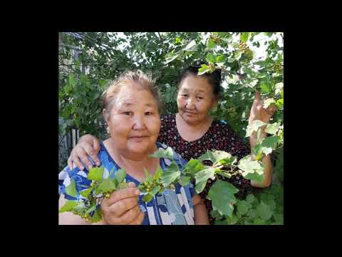 Видео: "Сырдык ыра" М. Заморщиков тыл, М Пестряков матыыба, ыллыыр М Пестряков. Видео Ивановой Е.А