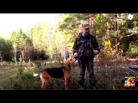 Видео: Русская гончая Гром 833-14/0032 дата рождения 18.03.14 г. вл. Устюжанинов А П
