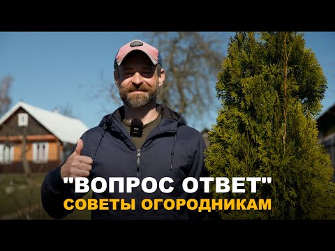 Видео: РУБРИКА "ВОПРОС-ОТВЕТ": Отвечаю на ваши вопросы о чесноке, обрезке малины, сеянцах и др.