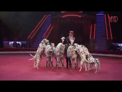 Видео: «Дрессированные собаки и лошади «Жокеи», Т. Мащенко (верcия с фестиваля в Цирке Никулина)