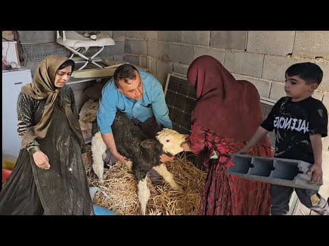 Видео: Тяжелый труд и усилия Тайибы по завершению строительства доильного зала и помещения для телят