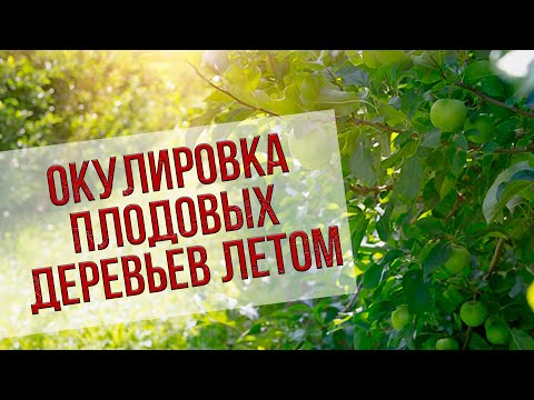 Видео: Мастер-класс по окулировке спящим глазком