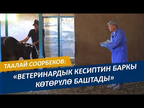 Видео: ВЕТЕРИНАРДЫН иши ЖҮРҮШҮП КЕТТИ ~ Ар бир  ЧАРБАГЕР долбоор менен иштесе, ӨНҮГҮҮ БОЛОТ