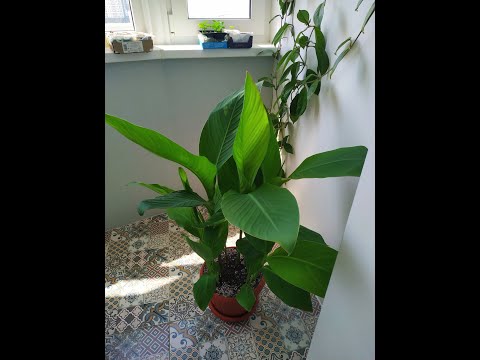 Видео: КАННА-посадка клубнекорней дома