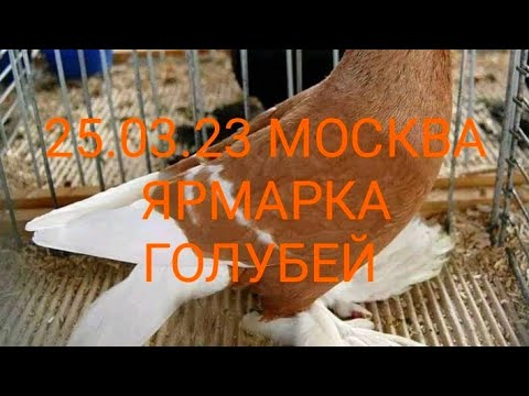 Видео: 25.03.23. Сборная Ярмарка Голубей. МОСКВА. часть 3