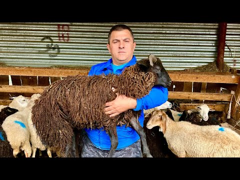Видео: Нежнее не бывает - Лучший Шашлык В Кавказских Традициях!