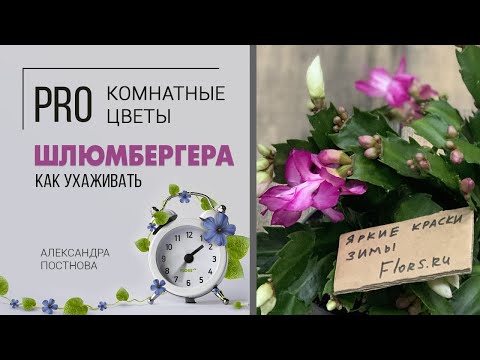 Видео: Комнатное растение: Шлюмбергера, декабрист, зигокактус - цветущая классика с ностальгическим шармом