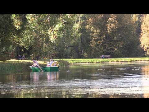 Видео: Ряска - перспективный источник дешевого кормового белка