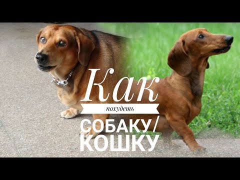 Видео: Как похудеть собаку / кошку