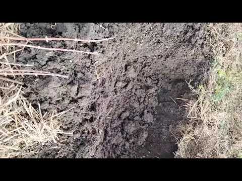 Видео: Очередная попытка подружиться с жимолостью. 