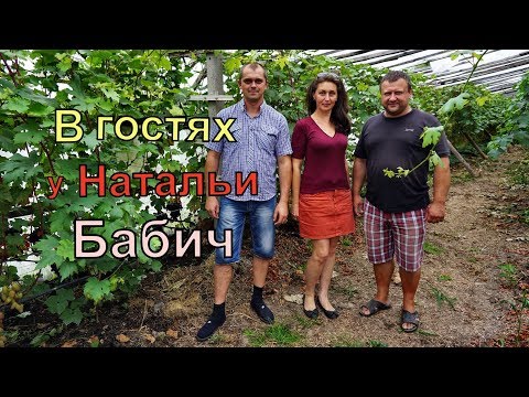 Видео: Виноградники Беларуси . г. Пинск . Виноградарь Наталья Бабич.