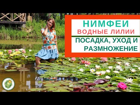 Видео: НИМФЕИ (ВОДНЫЕ ЛИЛИИ) - посадка, уход, размножение в природных и искусственных водоемах