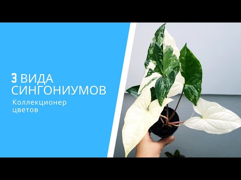 Видео: Черенкование и пересадка Сингониумов: Конфетти, Империал Вайт, Регина Рэд