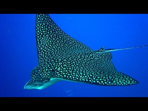 Видео: Клеим очень большие аквариумы для скатов 15 тонн воды 💀​⁠ часть 2