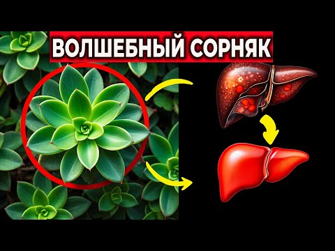Видео: Портулак: Незаметный Сорняк, Исцеляющий Сердце, Печень, Нормализующий Давление И Сахар