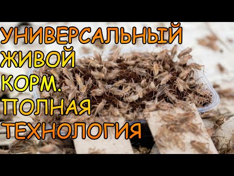 Видео: ДОМОВЫЙ СВЕРЧОК. Acheta domesticus. ПОЛНАЯ ТЕХНОЛОГИЯ ВЫРАЩИВАНИЯ