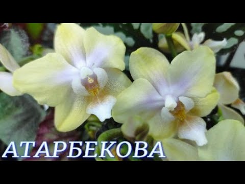 Видео: №1134/ ОБЗОР орхидей в с/ц на АТАРБЕКОВА