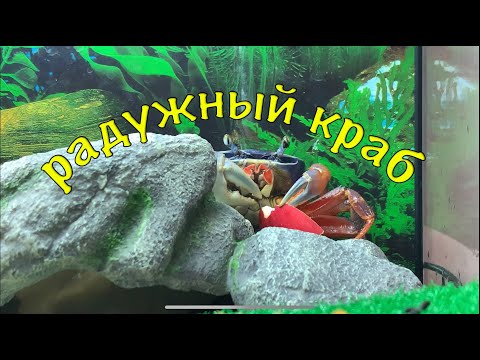 Видео: РАДУЖНЫЙ КРАБ, ПАРНОЕ СОДЕРЖАНИЕ ИЛИ ВСЁ ЖЕ НЕТ?