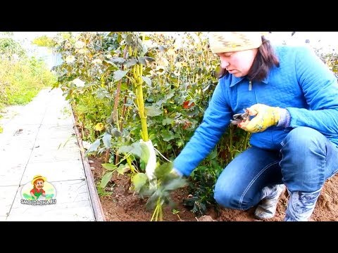 Видео: Когда и как правильно выкапывать георгины