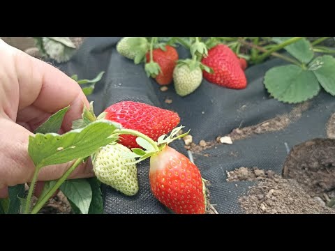 Видео: Будьте добрее и клубника завалит вас урожаем.