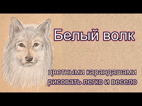 Видео: Белый волк, как нарисовать цветными карандашами на цветной бумаге