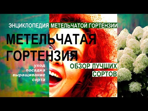 Видео: Гортензия метельчатая.Уход,посадка,выращивание.Лучшие сорта.Limelight,Vanille Fraise,Wim`s Red и др.