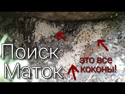 Видео: Поиск Маток на даче. Столько коконов я еще не видел!!!