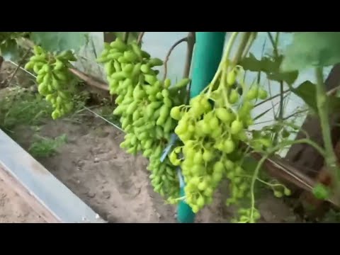 Видео: 26 июня 2024 г. Спасаем грозди винограда от солнечного ожога.