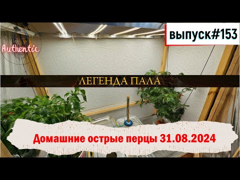 Видео: 153 Домашние острые перцы: ЛЕГЕНДА ПАЛА 31.08.2024