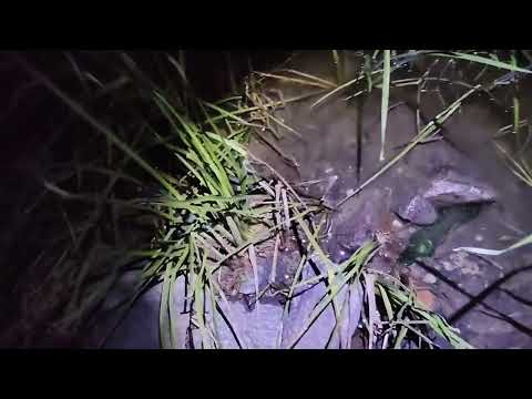 Видео: ЛОВЛЯ СОМА ОСІННЮ НА ЧЕРВ'Я Р. Десна  @TEULU999