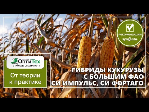 Видео: Гибриды кукурузы Сингента с большим ФАО. СИ ИМПУЛЬС и СИ ФОРТАГО