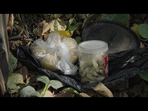 Видео: Ем грибы в лесу, грузди соленые, картошка вареная, поход с собакой